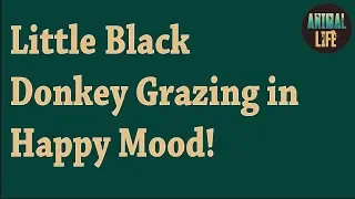 Little Black Donkey Grazing in Happy Mood!