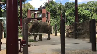 上野動物園　ゾウ