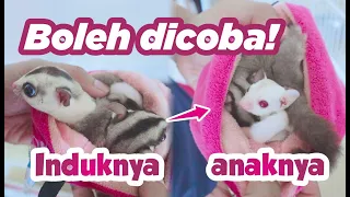 Boleh dicoba!! Modal sugar glider grey het dan white face het dapat creamino gemoy