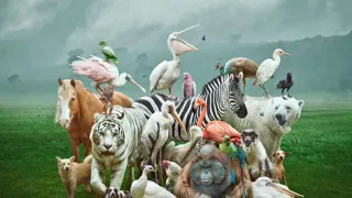 Bustiling animal life :Chicken, Cat,Dog,Duck,parrot,sheep,Butterfly