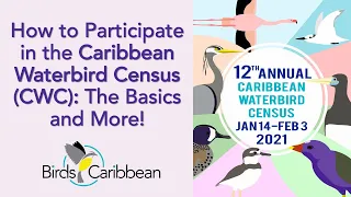 How to Participate in the Caribbean Waterbird Census: The Basics and More!