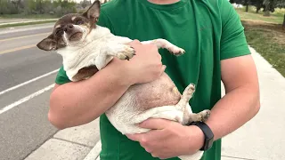 We adopted a sad and obese chihuahua