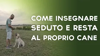 Come insegnare il seduto e il resta al proprio cane