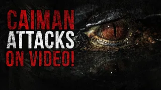 CAIMAN ATTACK Caught On VIDEO! Is This Even REAL?! Viral Video Analysis