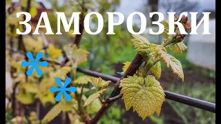 🔴Зворотні заморозки...Що робити?