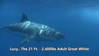 Scuba Diving the Farallon Islands California - Great White Cage Diving with gopro.