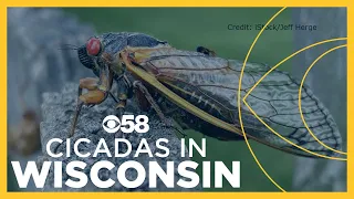 AAA offers tips to protect your car from cicadas