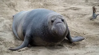 [Elephant Seal] Elephant Seal Facts || Elephant Seal Appearance and Behavior