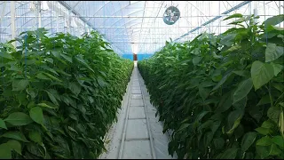 Difference between Retractable Roof Production Technology and Conventional Protected Cultivation