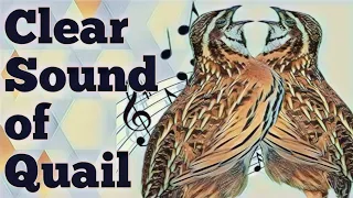 Rain quail sound  | Charinga Batair ki awaaz | Quail sound | چڑینگا بٹیر کی آواز