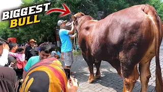 Semua Minta Foto 🔥🔥🔥 Sapi Raksaksa Terbesar Dari Kediri Bikin Heboh Warga Jakarta