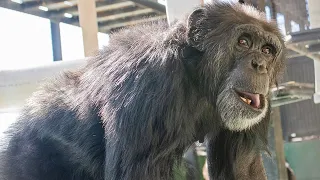 Research Chimp "Captain Kirk" Transported to Sanctuary