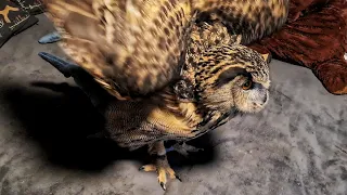 Keep an Eagle owl at home or not? Comments of veterinarian Maria Markina