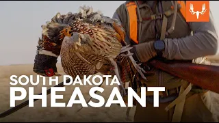 South Dakota Pheasant | Cal in the Field