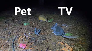 Saturday Morning Cartoons for Pets - 10 Hours of Mice at Night  - Sept 10, 2022