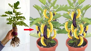 🌿Amazing 🪴Growing Eggplant Using Banana With Eggs | How to grow  tree at hom With Quick And Easy