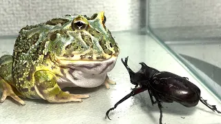 Beetle and frog / Pacman frog , African bullfrog【WARNING LIVE FEEDING】