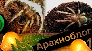 🕷 Арахноблог #1: два моих паука и их содержание