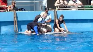 Miami Seaquarium (Medical exam for dolphins)