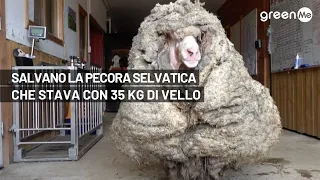 Salvano la pecora selvatica che stava con 35 Kg di vello