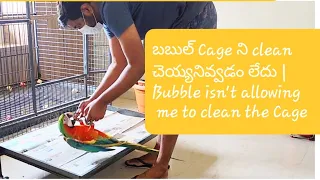 బబుల్ Cage ని clean చెయ్యనివ్వడం లేదు | Bubble isn't allowing me to clean her Cage