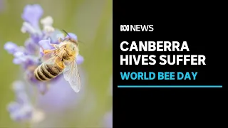 Canberra beehives suffer from lasting impact of 2019-20 bushfire season | ABC News