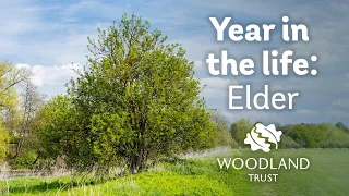 A Year in the Life of an Elder Tree | Woodland Trust