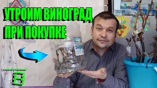 КАК 100% РАЗМНОЖИТЬ РЕДКИЕ СОРТА ВИНОГРАДА ПРИ ПОКУПКЕ?  ЧАСТЬ 1. УКОРЕНЕНИЕ ВИНОГРАДНЫХ ЧЕРЕНКОВ