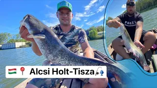 Kuttyogatás harcsára, erős szélben💨 az Alcsi Holt-Tiszán🎣