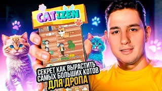 Catizen - как вырастить самых больших Котов для аирдропа!