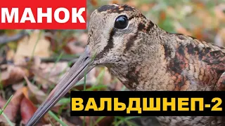 🔊ГОЛОС (МАНОК) ВАЛЬДШНЕП 2