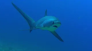 Thresher shark at Malapascua, Philippines on 16. Nov. 2023