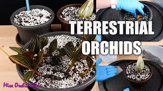 Potting 3 Terrestrial Orchids - Jewel Orchid, Calanthe & Spathoglottis!