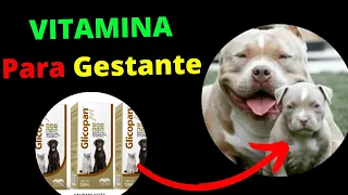 VITAMINA PARA CADELA PRENHA - Precisa Suplementar Alimentação Da Cachorra Gestante