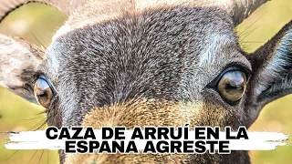 💥  RECECHO DE ARRUÍ EN LA ESPAÑA AGRESTE. 🐐  Caza de alta montaña en abierto