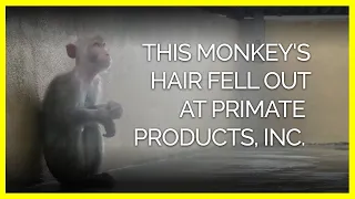 This Monkey's Hair Fell Out in Patches at Notorious Facility