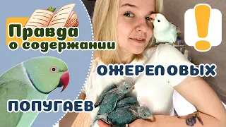 20 вещей которые надо знать об ОЖЕРЕЛОВЫХ ПОПУГАЯХ Крамера, прежде чем завести.