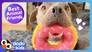 Have You Ever Seen A Dog Love Donuts This Much?! | Dodo Kids | Best Animal Friends