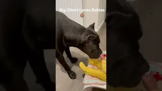 Cane Corso meets 6 month old baby