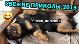 СМЕХ ДО СЛЕЗ | Gifs With Sound | ПРИКОЛЫ 2019 МАЙ #31