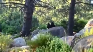 Снежный человек, с потомством!"Bigfoot with his offspring"😱😳😱Они существуют.