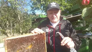 Wachsmotten @ im Griff? Meine Bienen leben  ohne Chemi und sind Gesund und Vittale.Tipps unď Trix