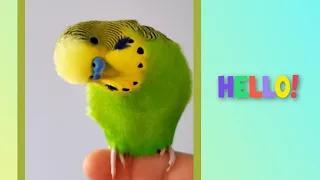 Budgie calling sound!