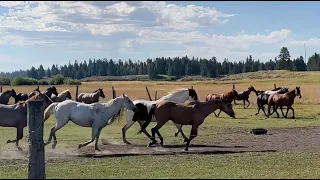 Dry Ridge Outfitters - Harriman State Park, Idaho Part 1