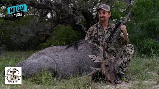 Challenging Hunt For Nilgai in Texas