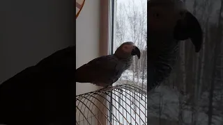 говорящий попугай Яша,а за окном опять зима