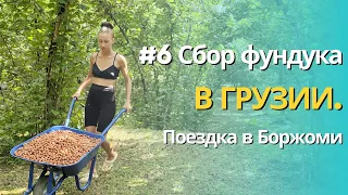 #6 Сбор фундука в Грузии | Поездка в Боржоми