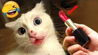 funniest animals 2024 😹 best cats and dogs videos 😺🐶 part 17