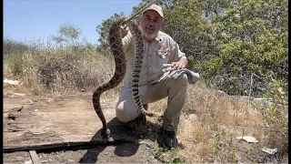 The Most Rattlesnakes I've Ever Seen 😱