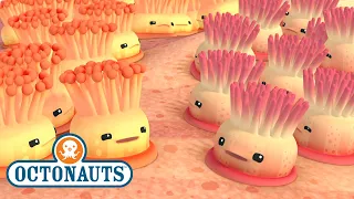 ​@Octonauts - The Enemy Anemones | Full Episode 23 | @OctonautsandFriends